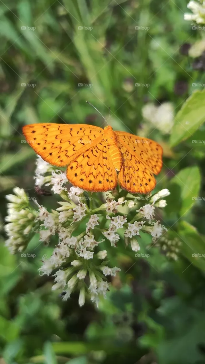 BUTTERFLY