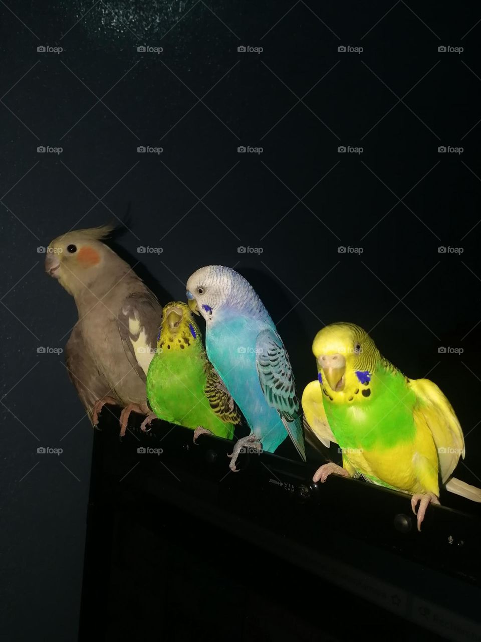 beautiful birds