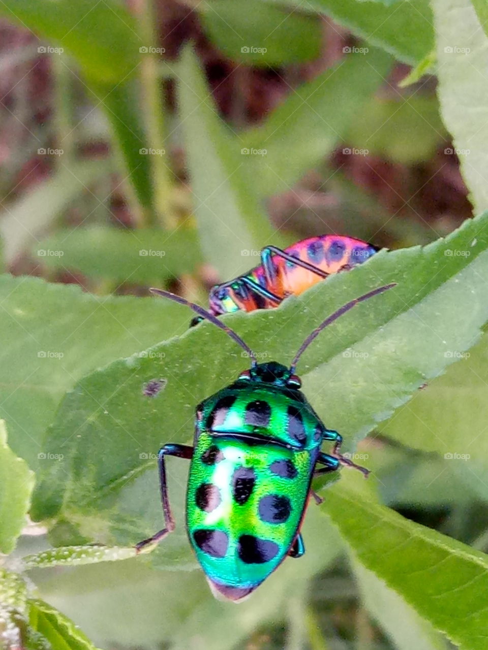 colorful Insects