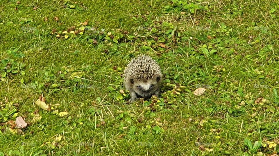 A baby hedgehog in the grass