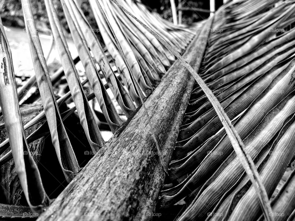 dried palm leaves