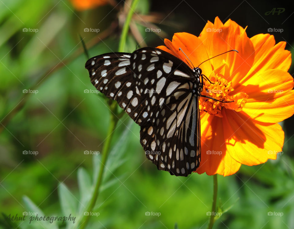Butterfly 💘 Flower