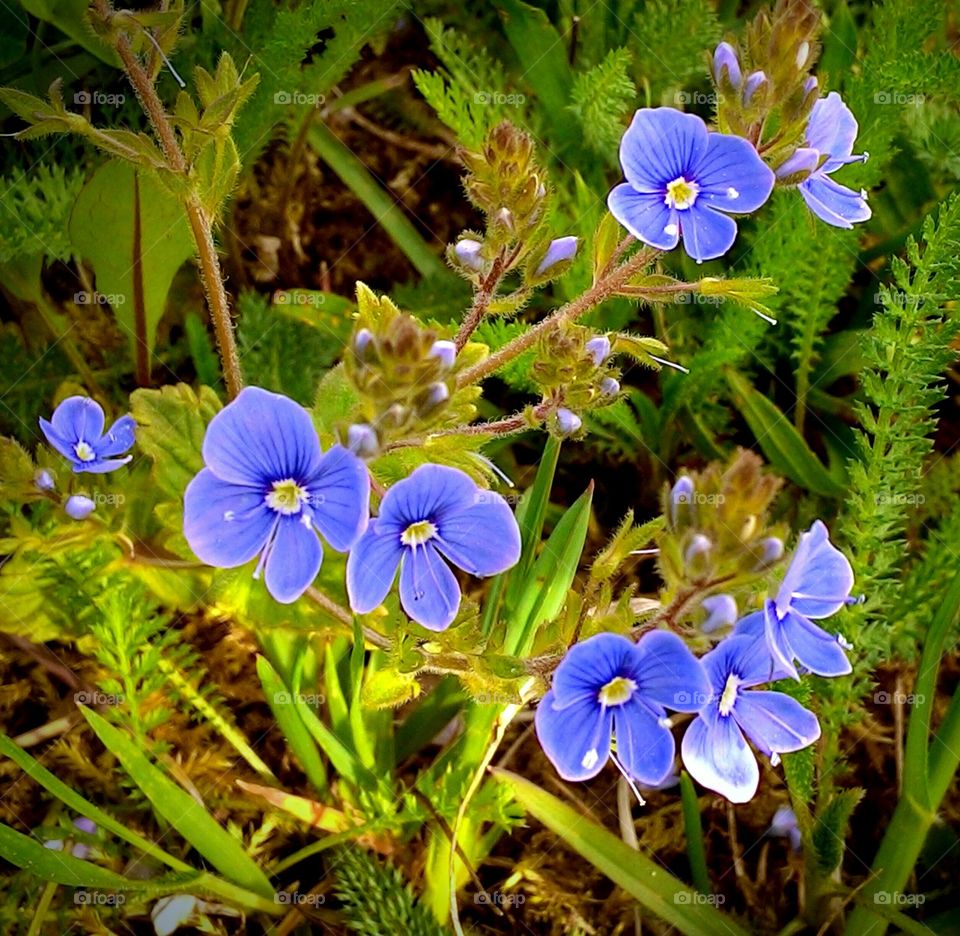 Blue flower blooming on plant