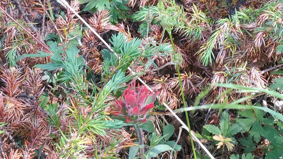 Wild flower in evergreen