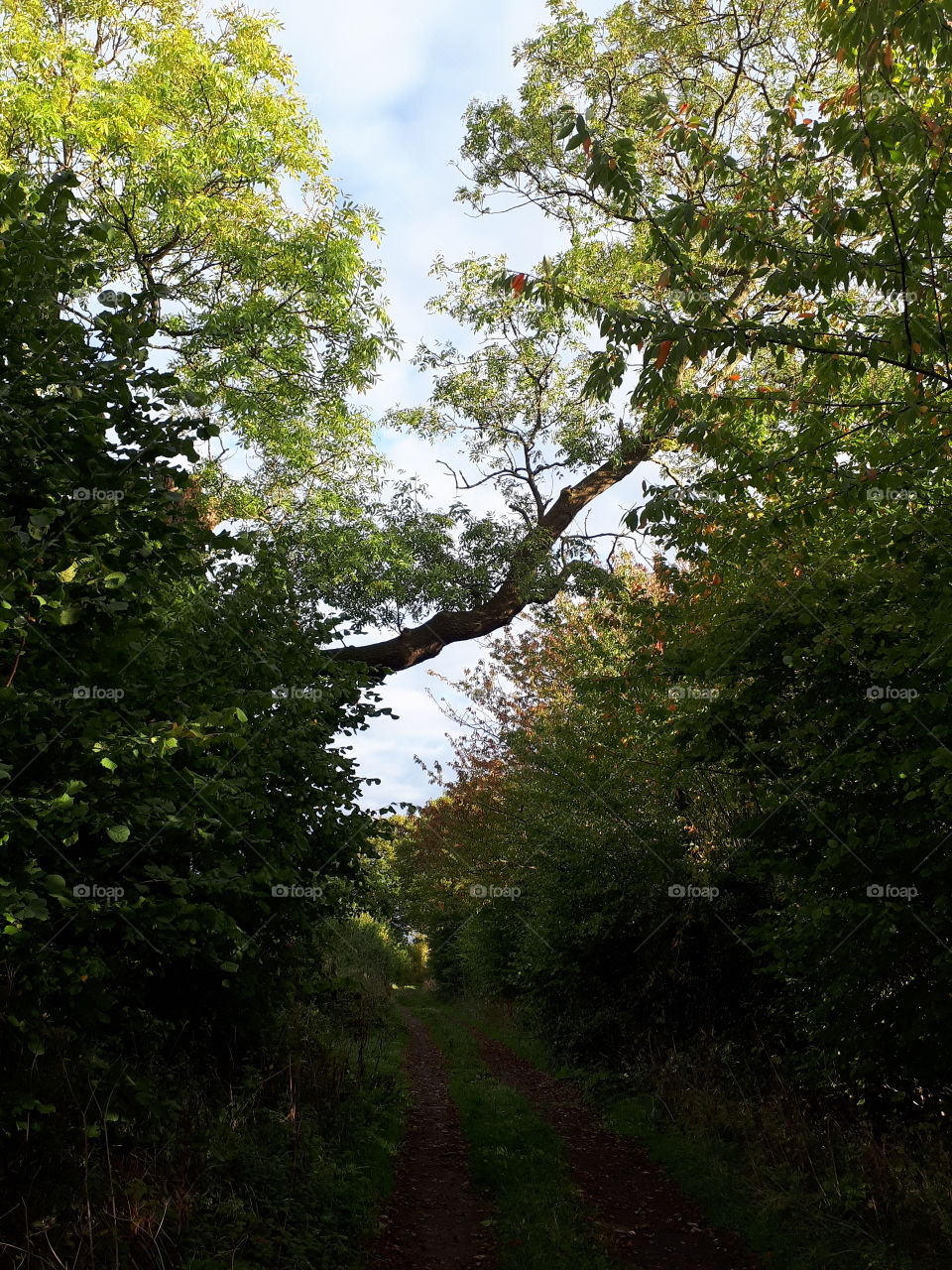 Landscape, Tree, Nature, No Person, Leaf