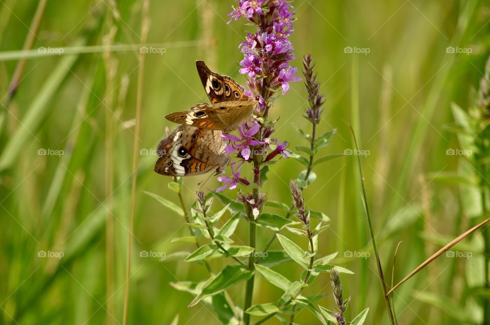 Butterflies resting on a flower