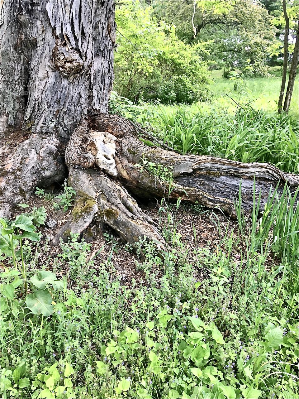 Here there be fairies