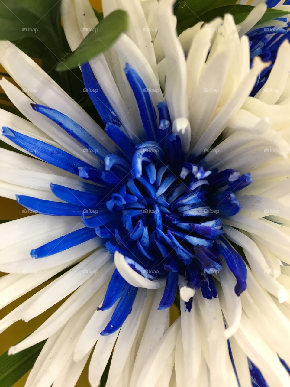 White & royal blue Chrysanthemum