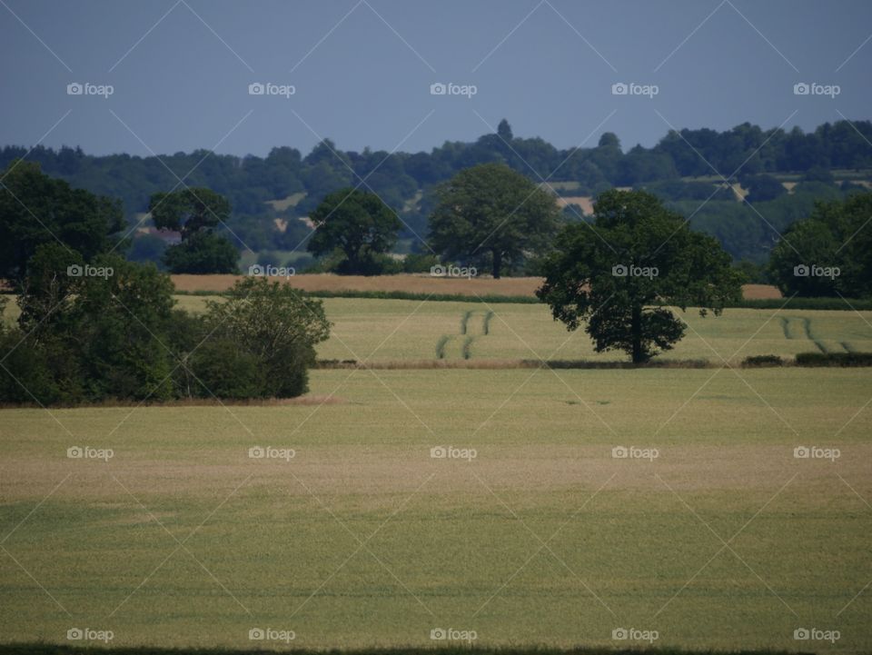 Farm. Crops England