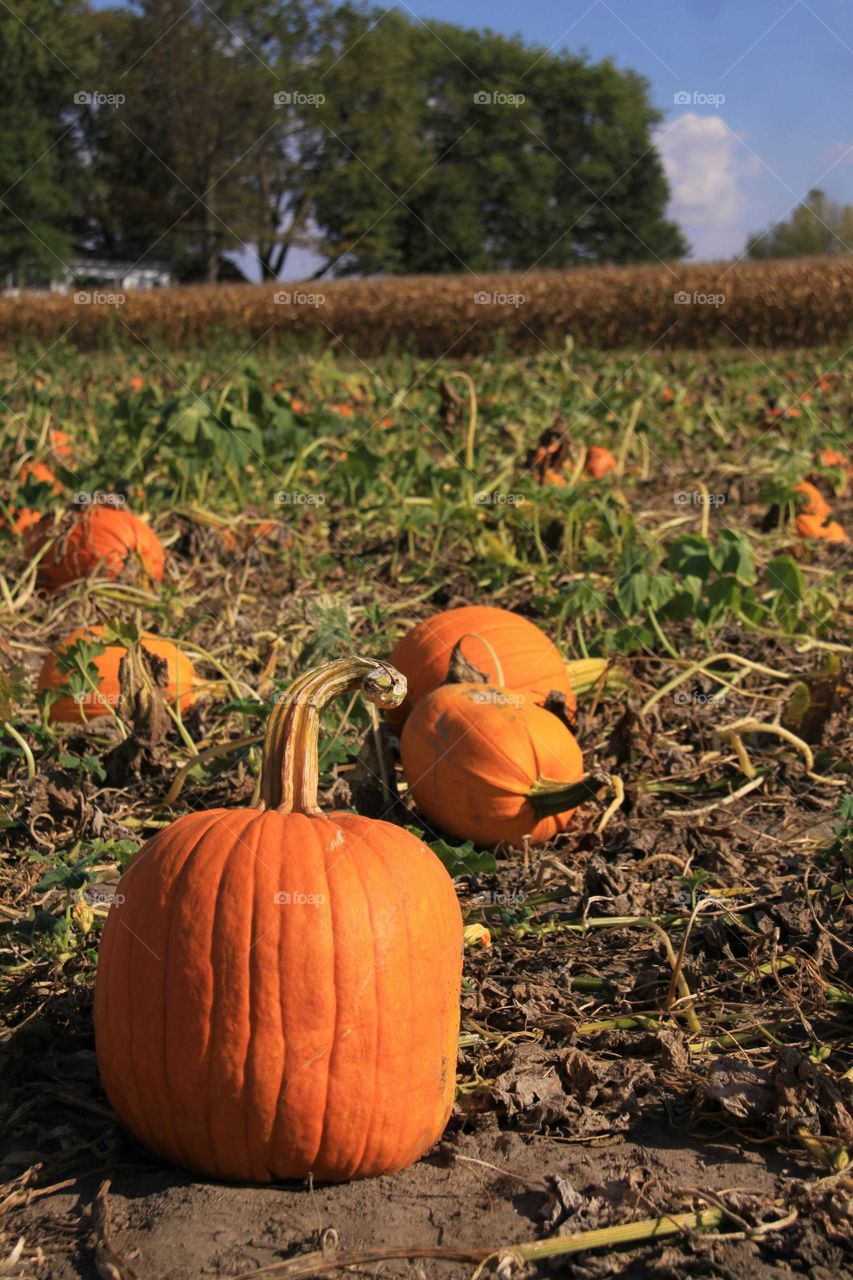 Pumpkin Field