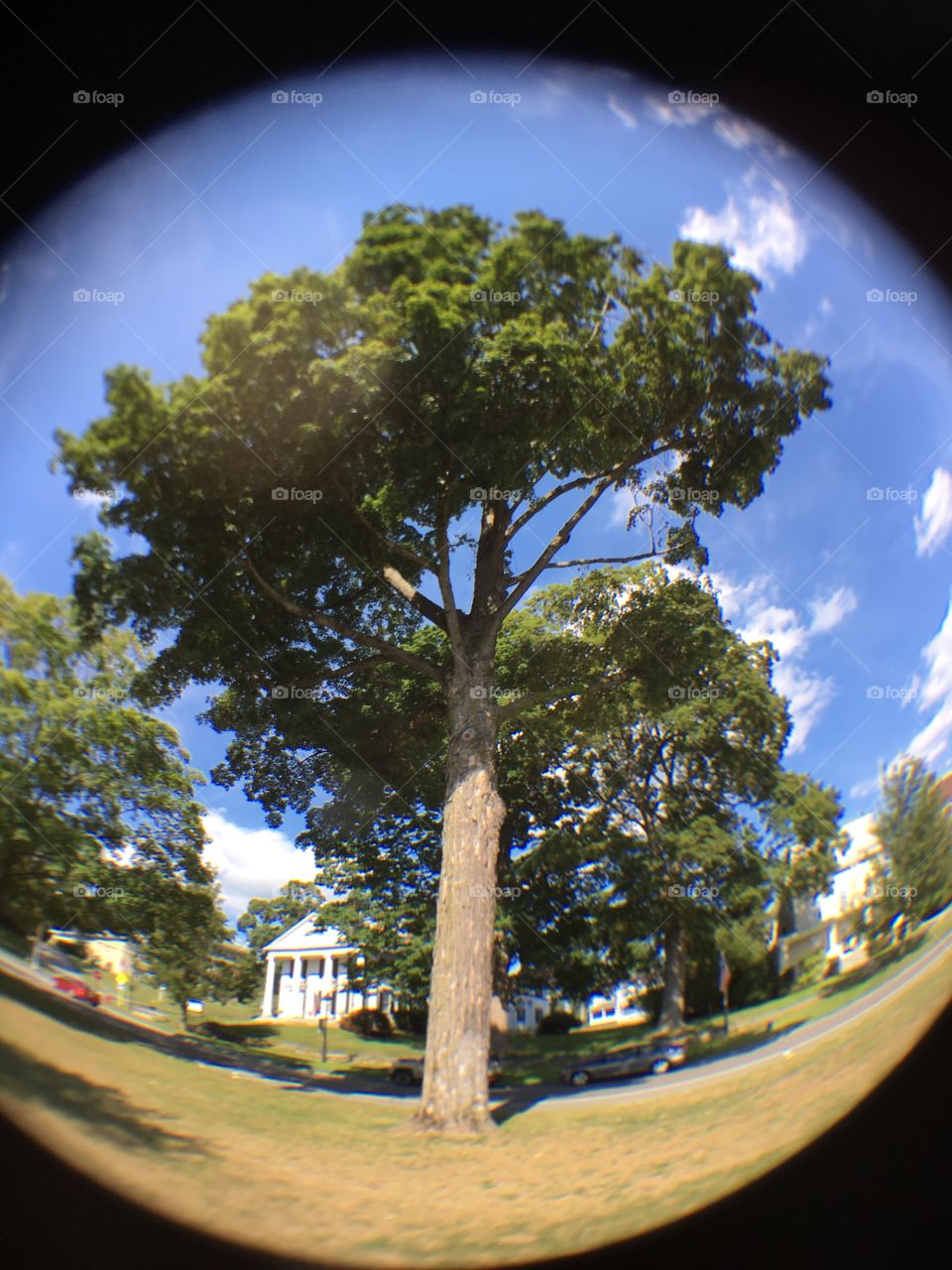 Late Summer Trees