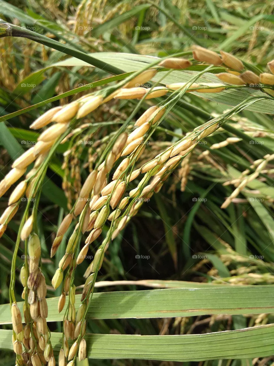 rice farming