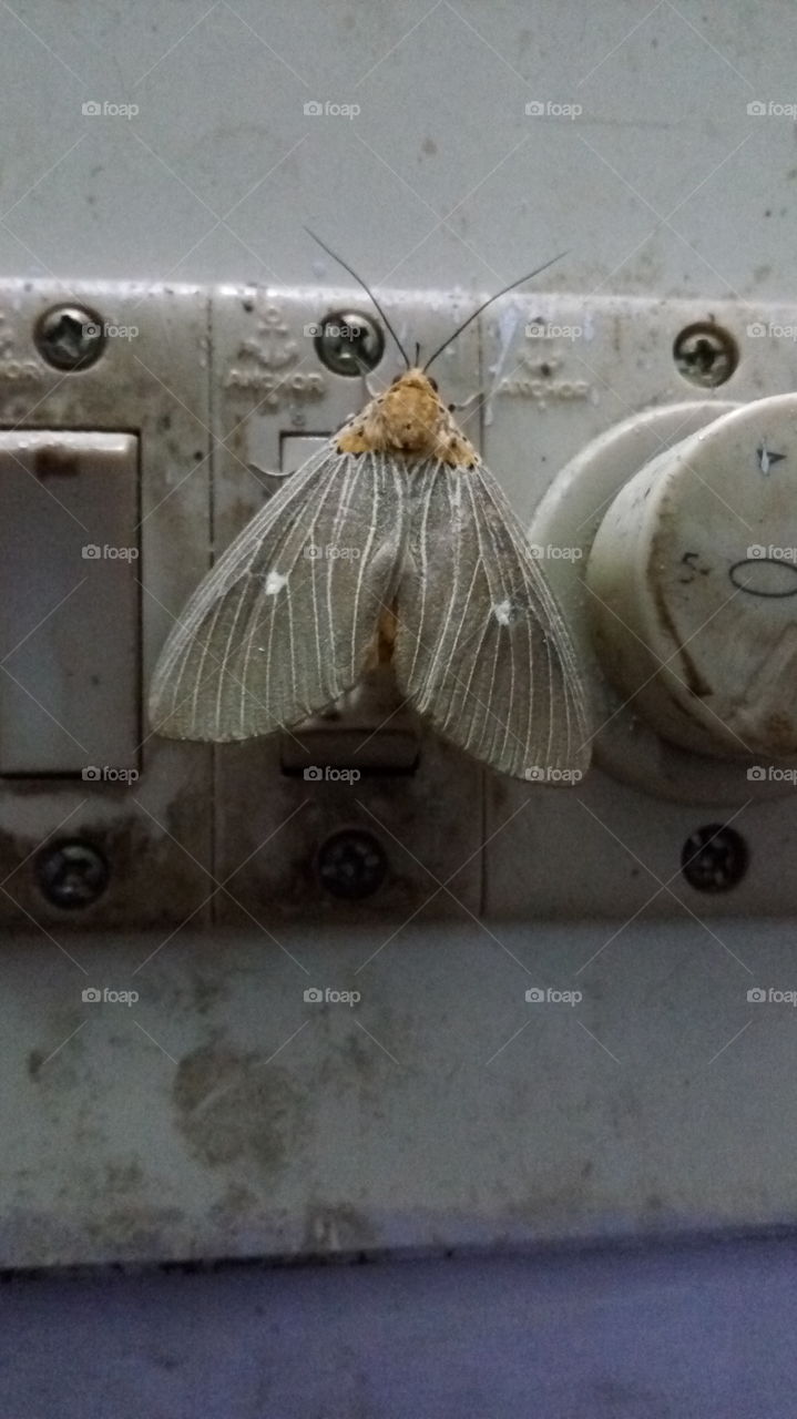 moth vintage