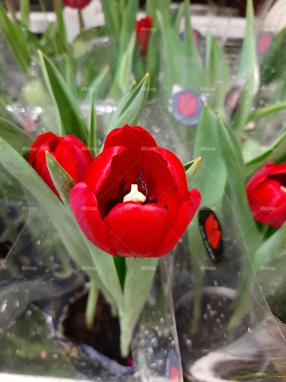 tulip