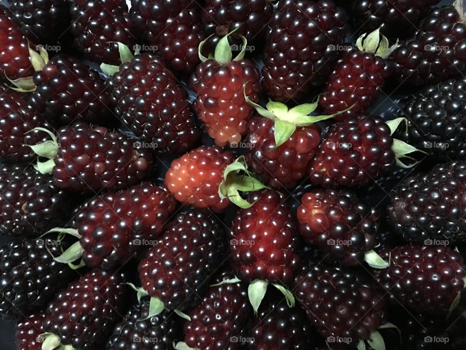 Fruit