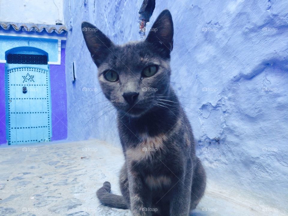 Snow, Winter, No Person, Outdoors, Cat