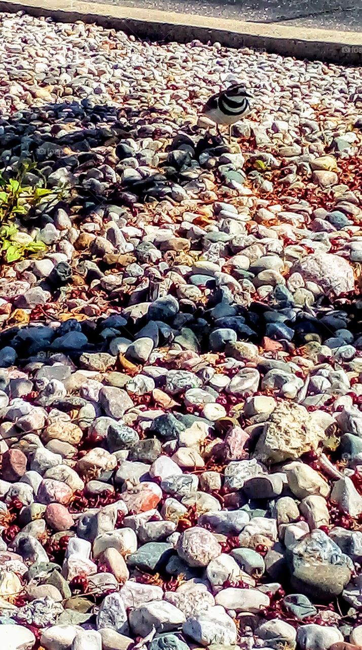 bird walking on rocks