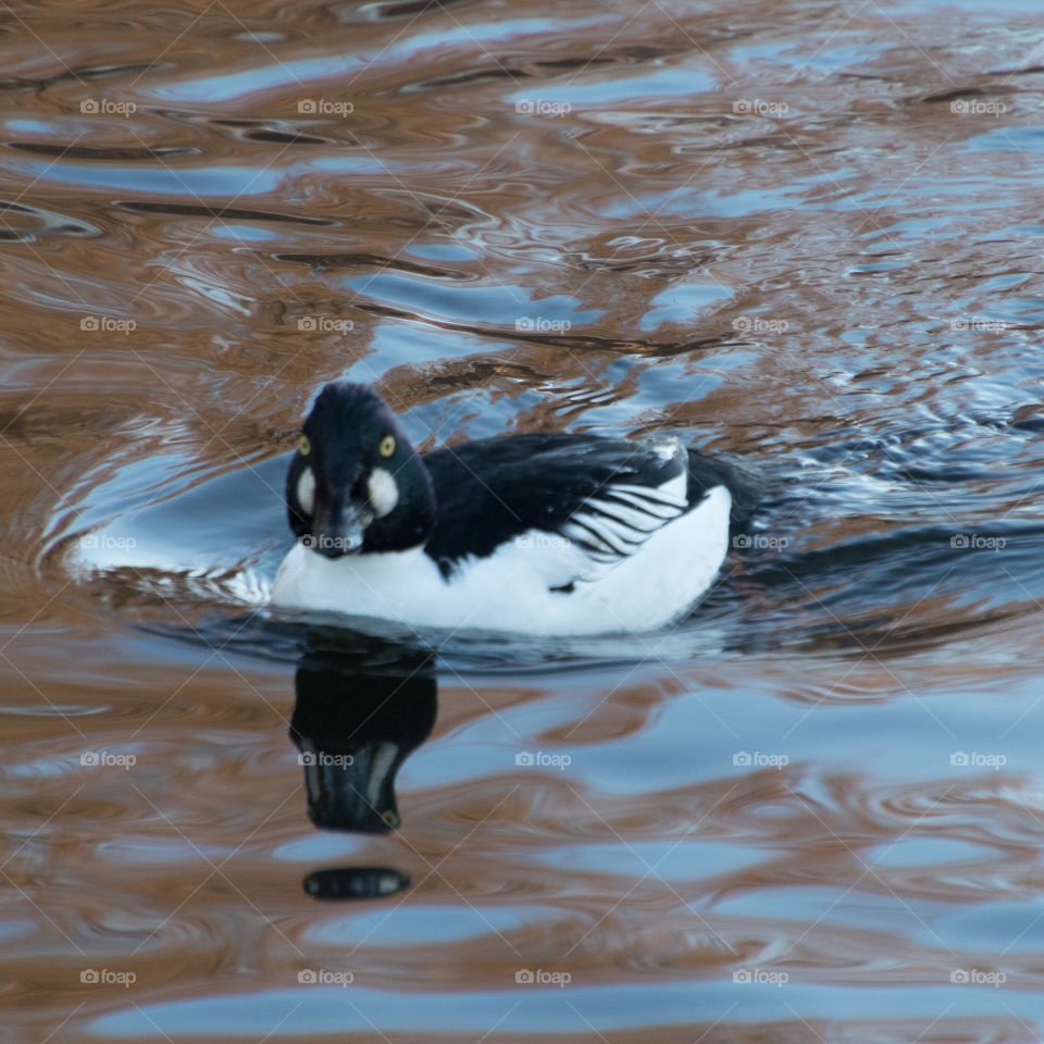 Goldeneye duck looking straight into the camera to pose. I think he wants a model job