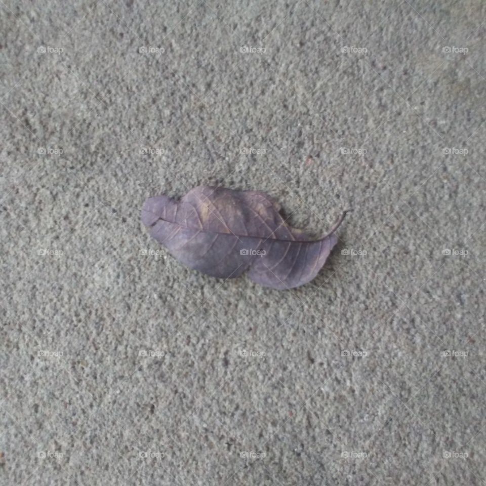 leaf