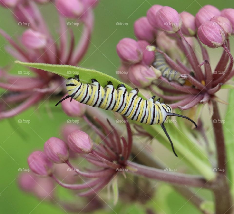 Monarch caterpillar on a Milkweed plant 