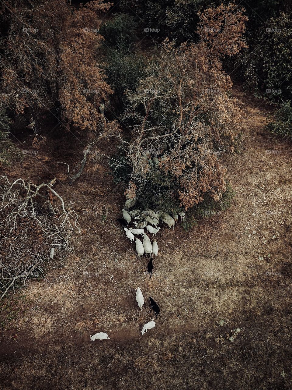 A flock of sheep from above. 