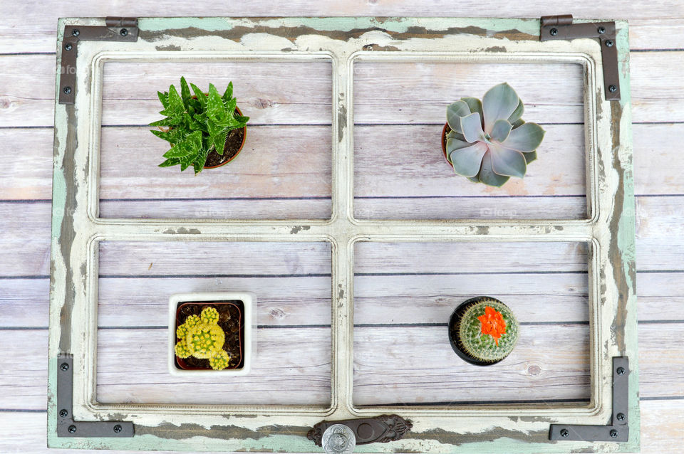 Flat lay of four individually potted, small cactus in an empty, rustic window frame