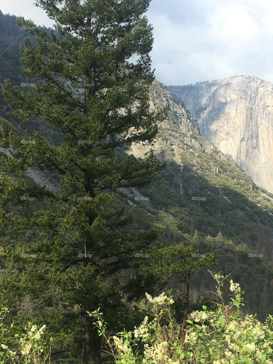 Yosemite Tunnel View 