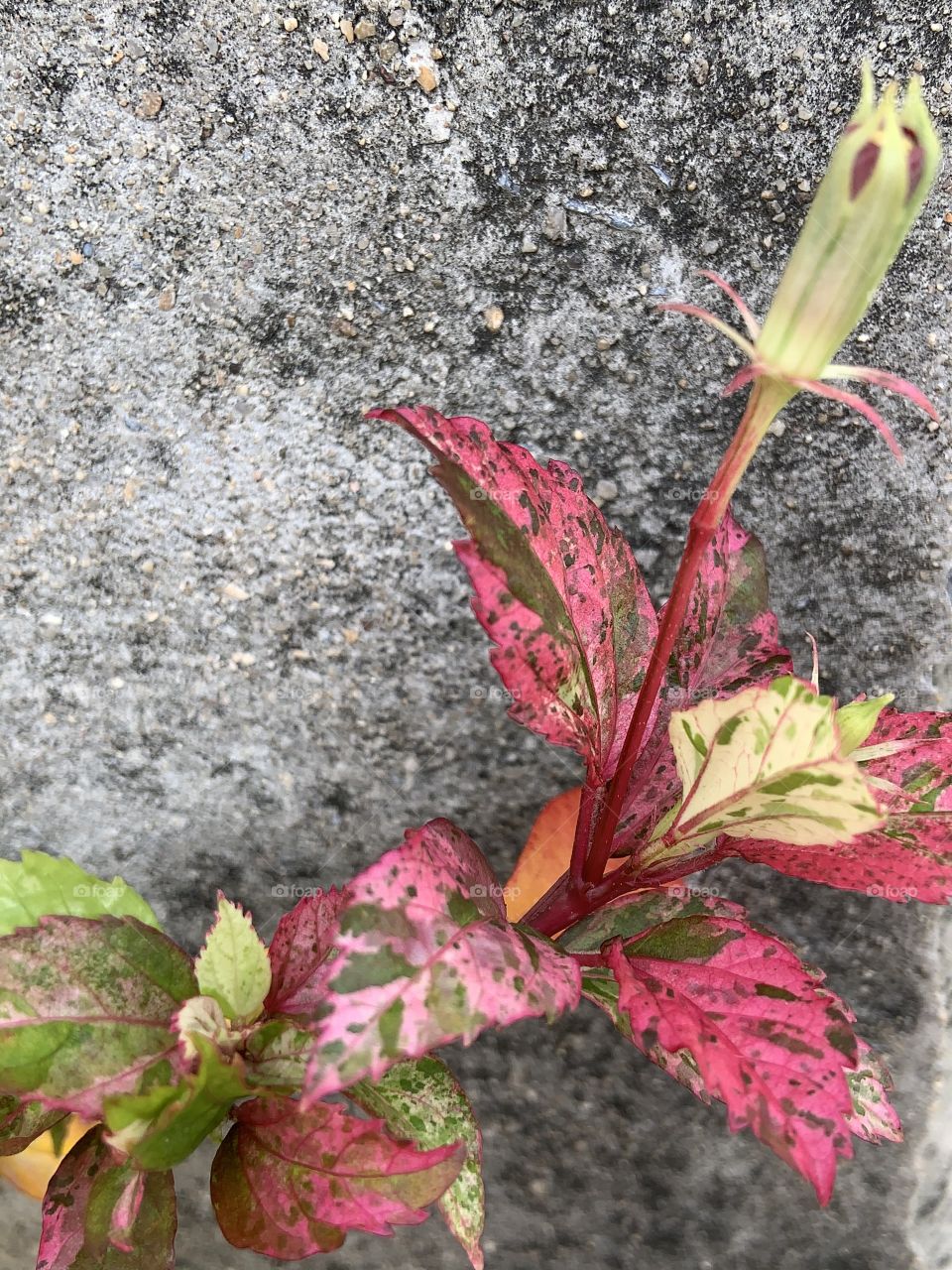 Portrait of a plant.