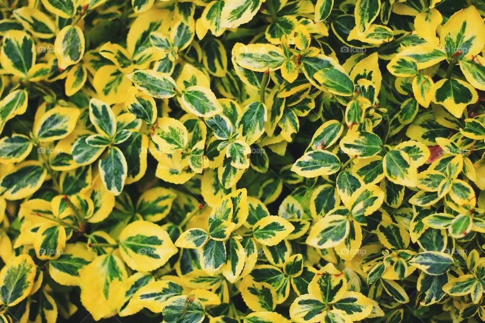 Leaf