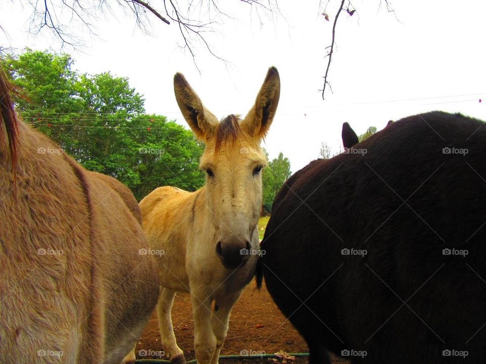 donkeys