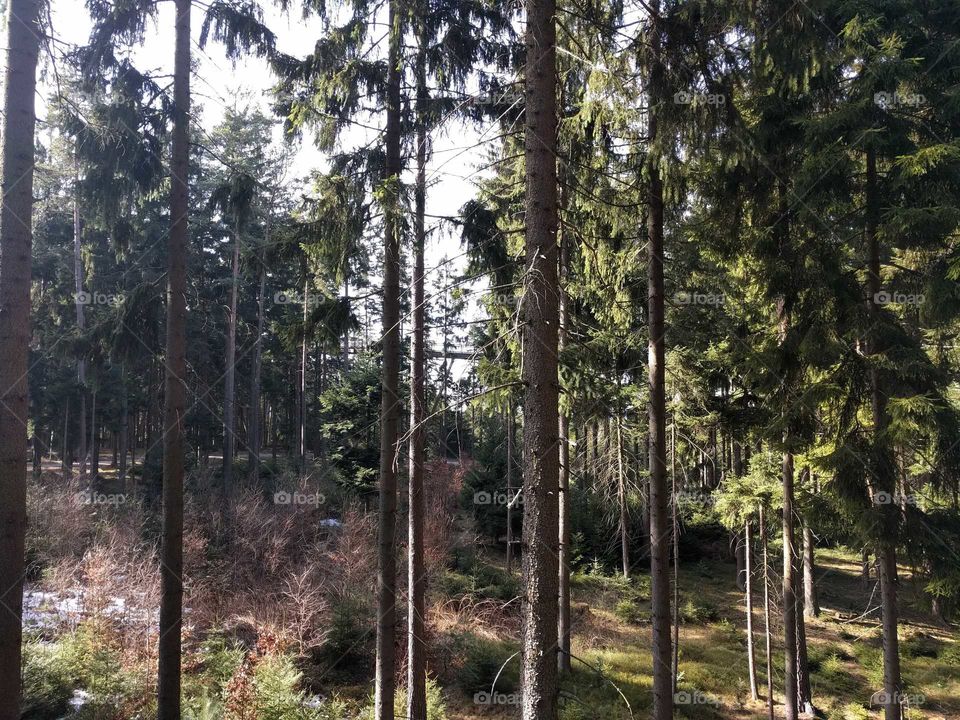 Walking up to the tree top walk in Lipno Czech republic