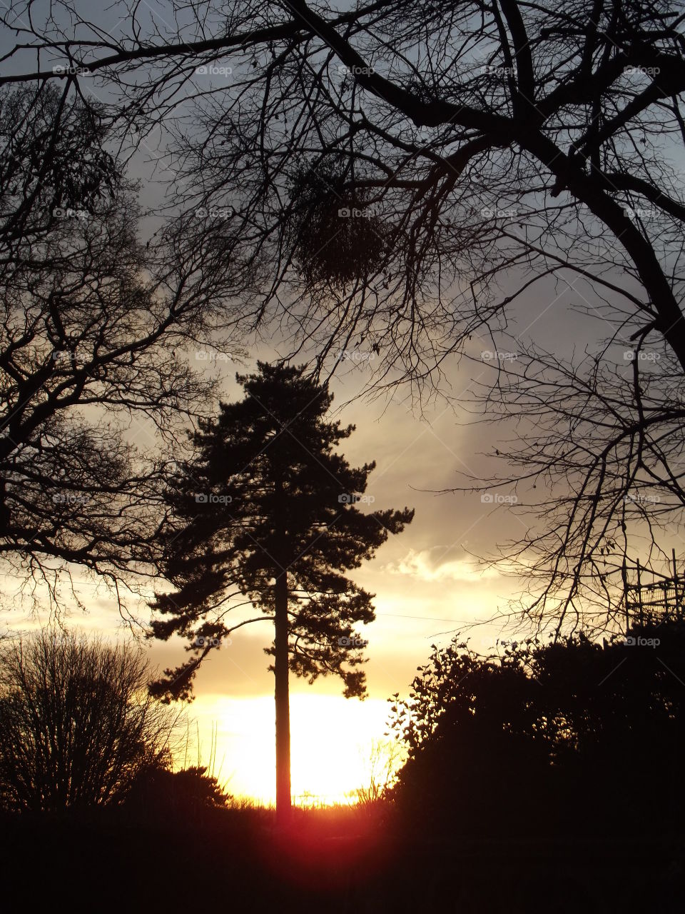 Woodland Sunset