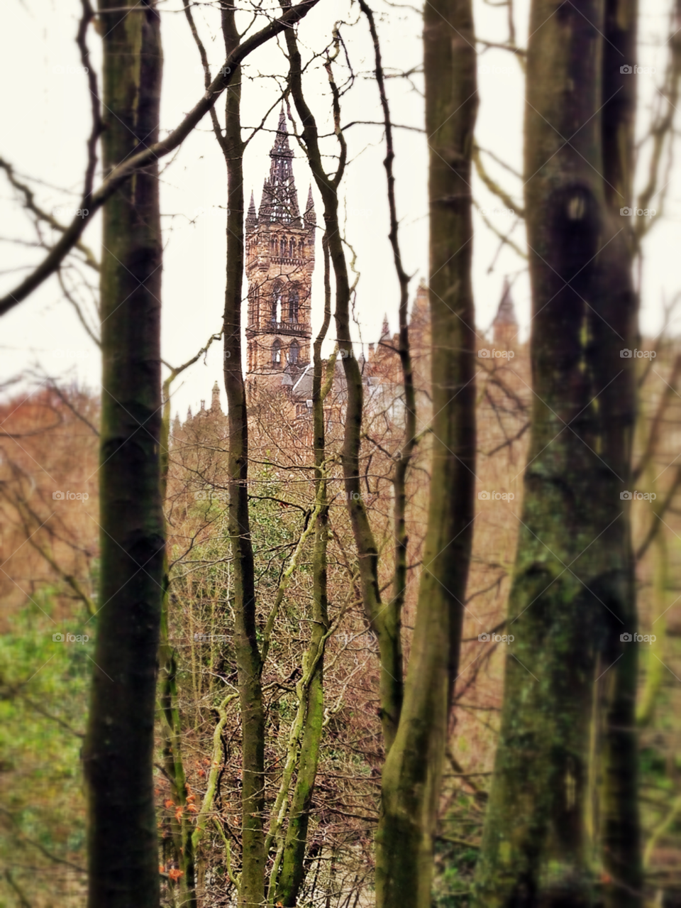 trees branches university glasgow by robinseet