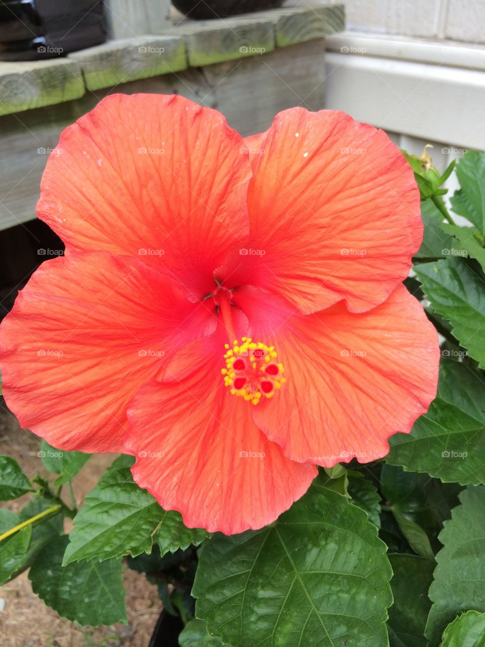 Coral colored hibiscus
