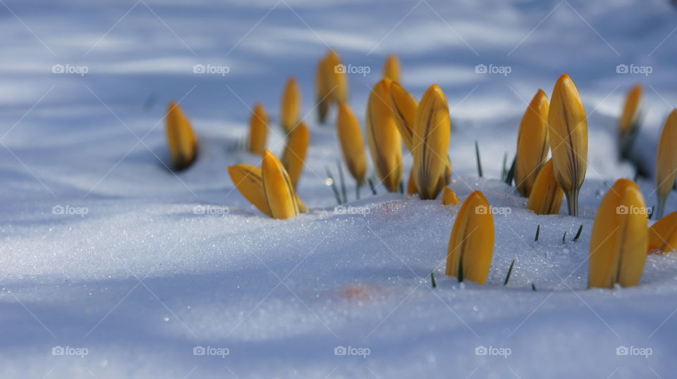 crocus yellow and snow in winter