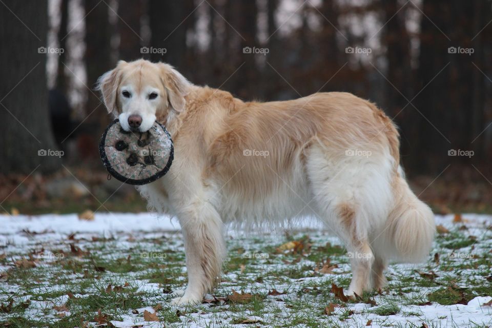 a cold fall day, waiting for playtime with her frisbee