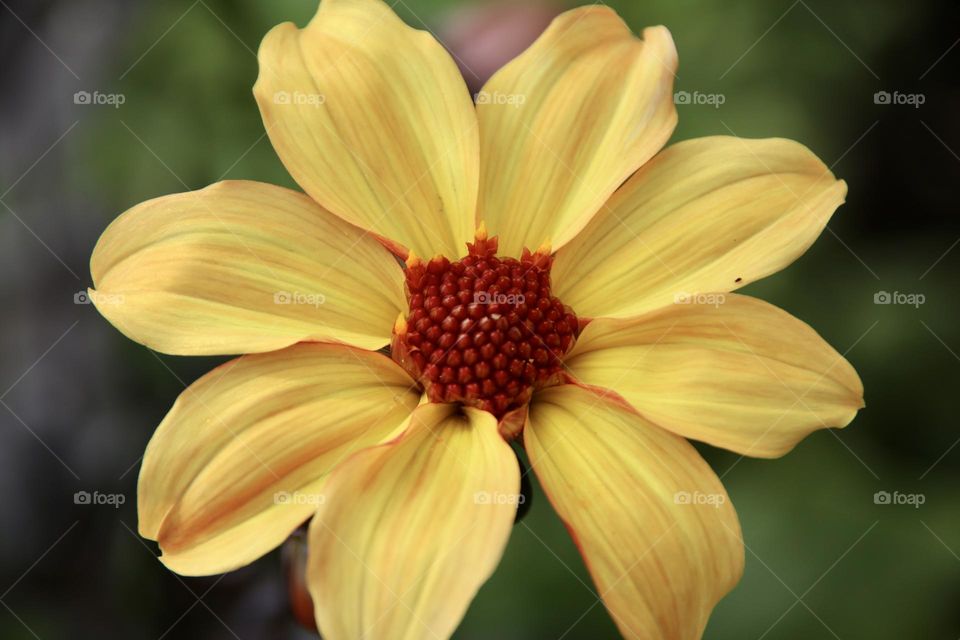 Vibrant yellow chrysanthemum 