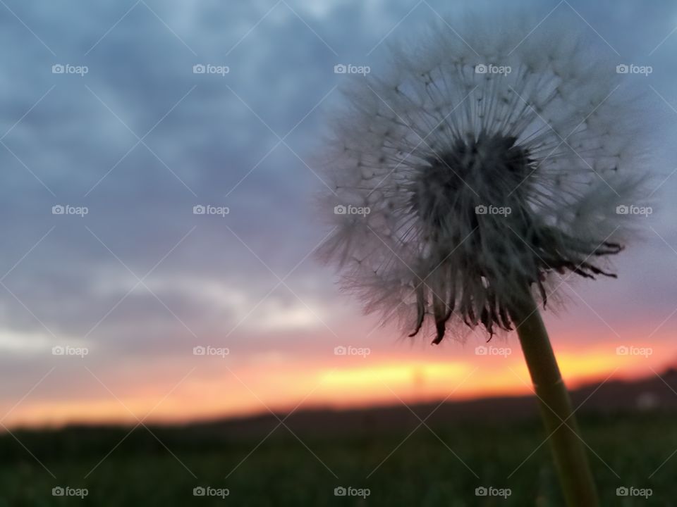 dandy  dandelion on a damn good  day