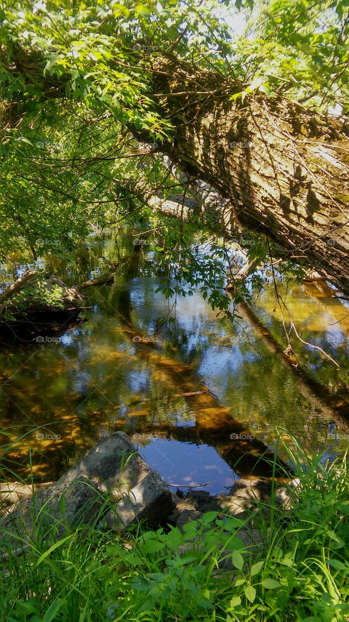 Fallen tree on the Grand