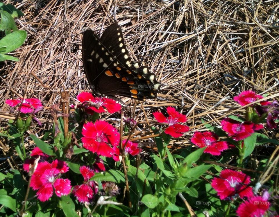 Butterflies in spring