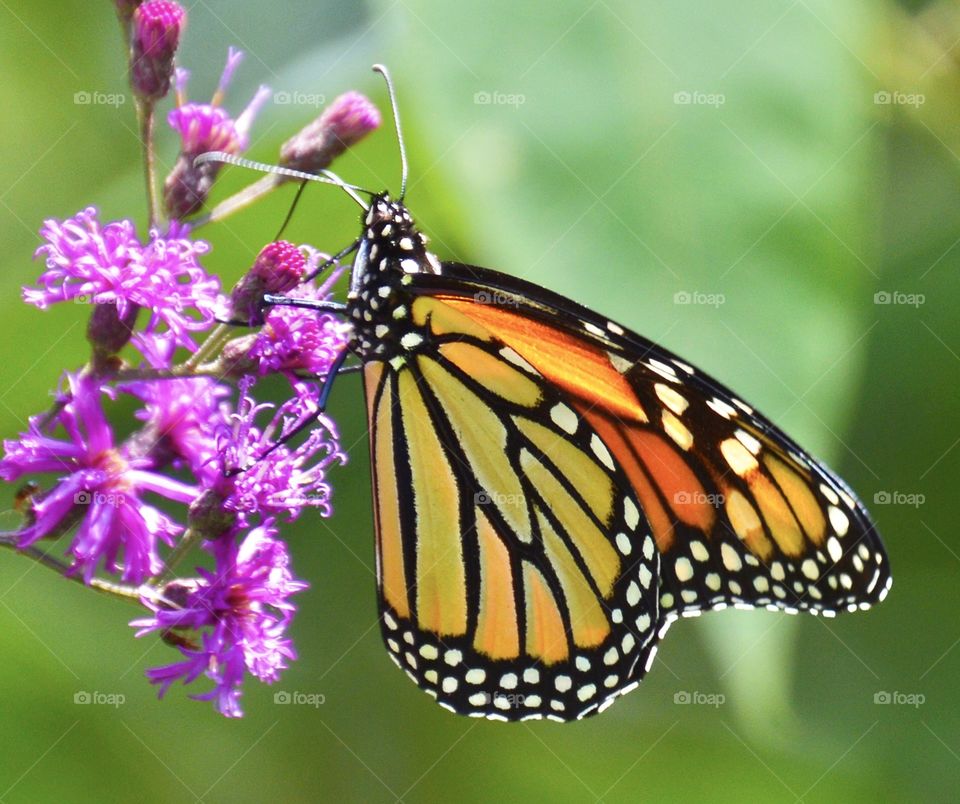 Monarch butterfly eating nectar from an iron weed flower