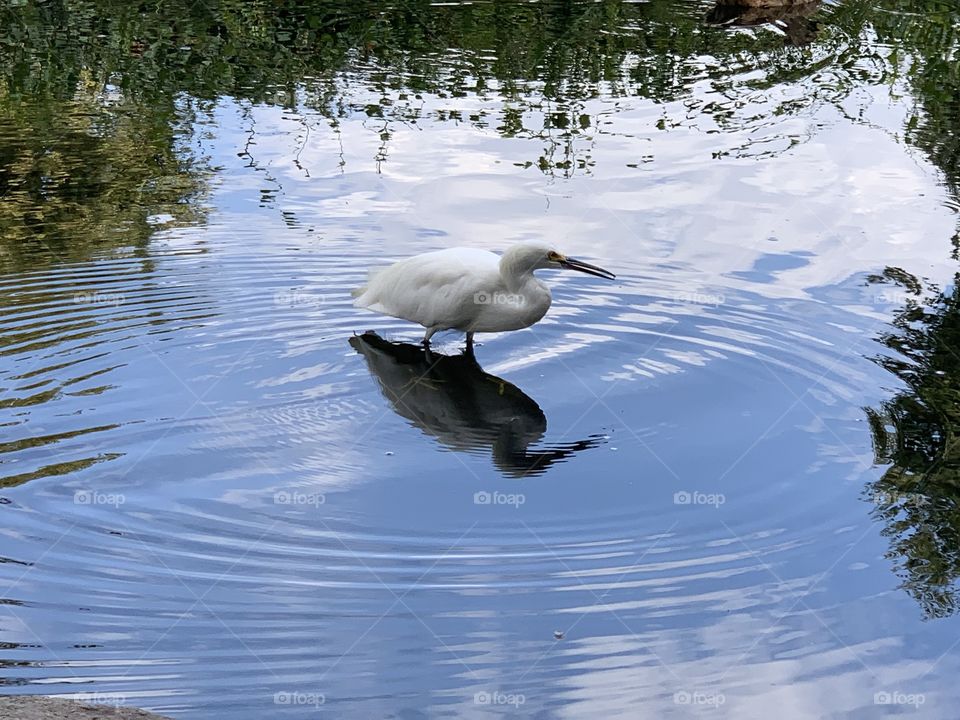 Bird in pond 