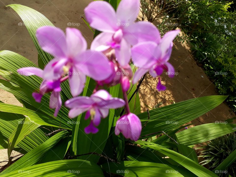 srilankan flowers ...