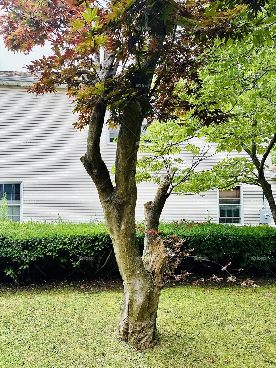 a tree with some chopped down large branches still grow tiny branches with and without leaves