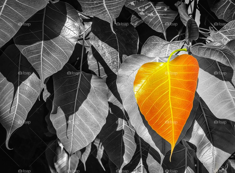 Golden Pho leaf background