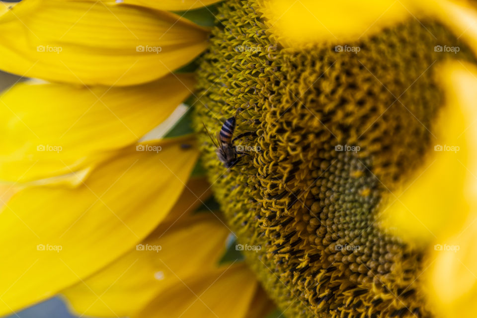 Close de abelha coletando pólen em girassol