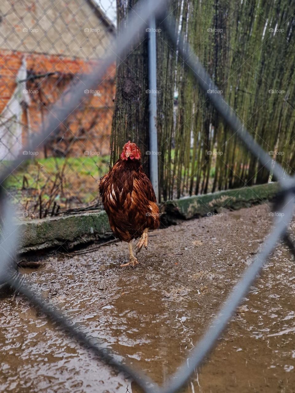 Chicken walking