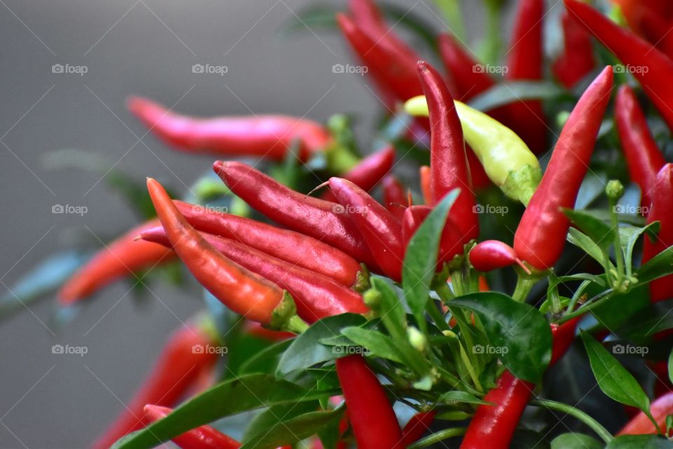 Peppers 