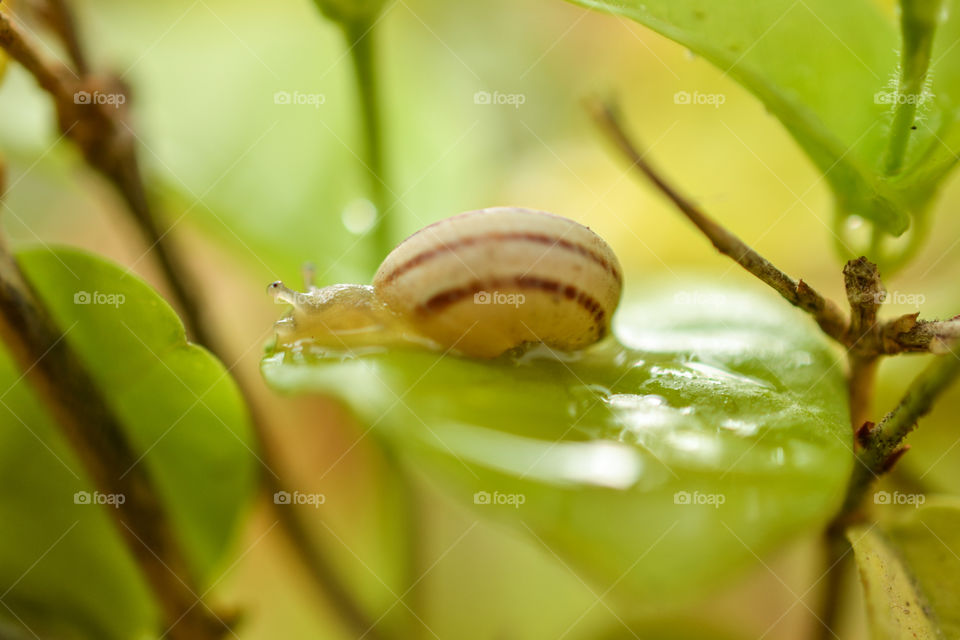 macro shot of snail on a leaf