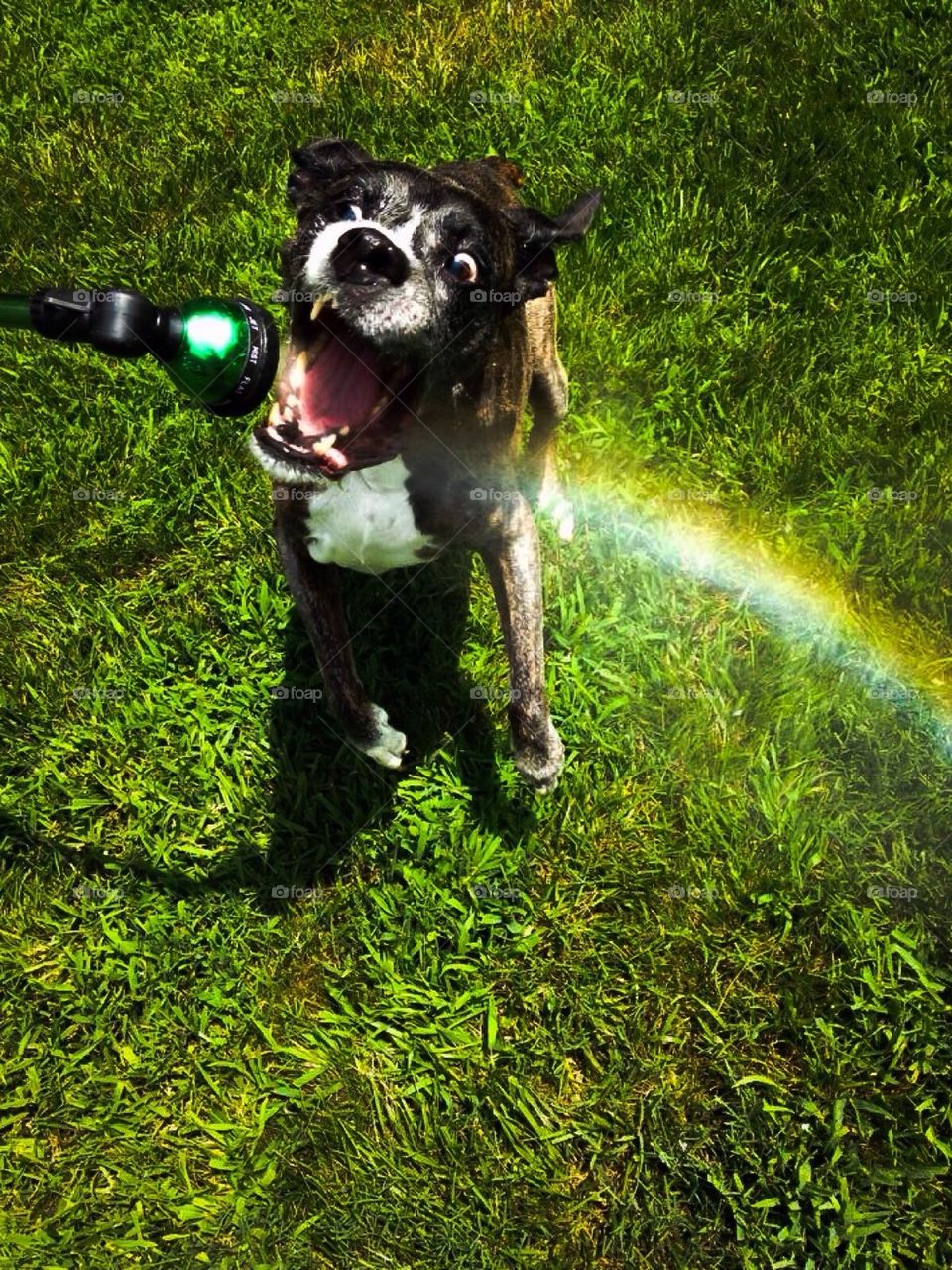 Rainbow Chaser